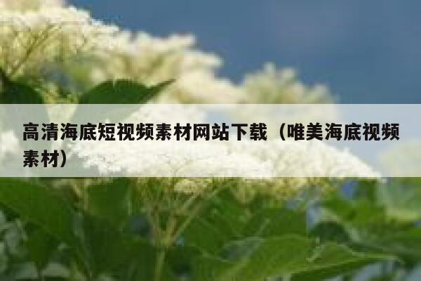 高清海底短视频素材网站下载（唯美海底视频素材）