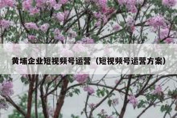 黄埔企业短视频号运营（短视频号运营方案）