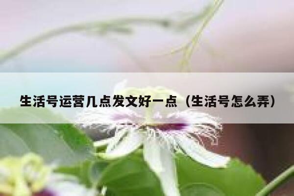 生活号运营几点发文好一点（生活号怎么弄）